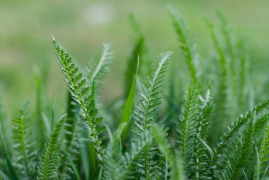 yeşil çimenler sözcükler için alanı olan soyut bir arkaplan olarak yakın plan