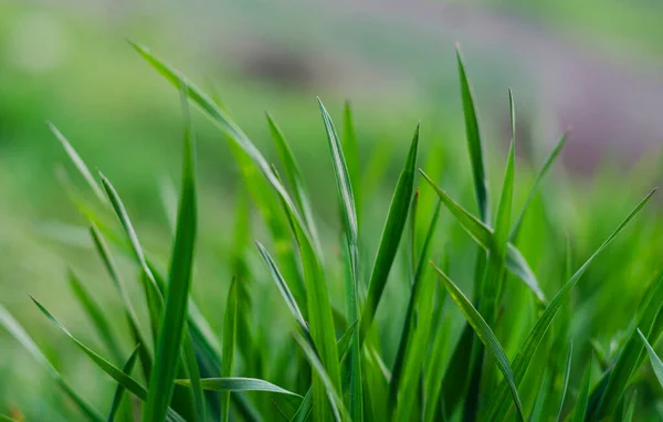 Green Grass Closeup Abstract Background Space Words — Stock Photo, Image