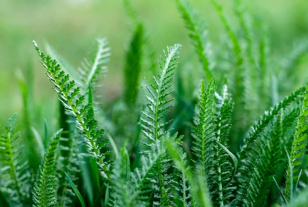 Grönt Gräs Närbild Som Abstrakt Bakgrund Med Utrymme För Ord — Stockfoto