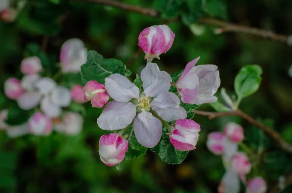 Las Flores Del Manzano Rama Primavera —  Fotos de Stock