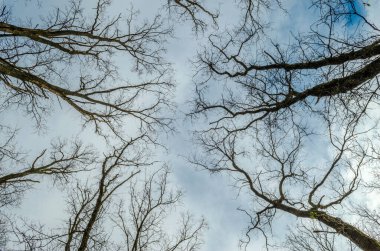 Yaprakları olmayan ağaçlar mavi, bulutlu gökyüzünde
