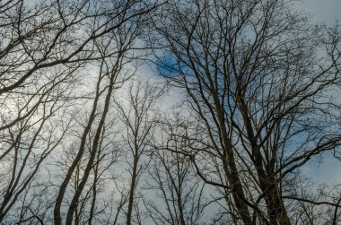 Yaprakları olmayan ağaçlar mavi, bulutlu gökyüzünde