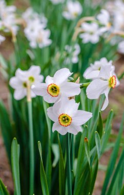 Baharda çiçeklenen beyaz nergisler bahçede