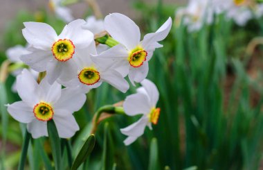 Baharda çiçeklenen beyaz nergisler bahçede