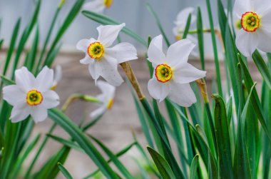 Baharda çiçeklenen beyaz nergisler bahçede