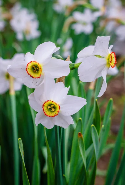 Jonquilles Blanches Printemps Fleurissent Dans Jardin — Photo