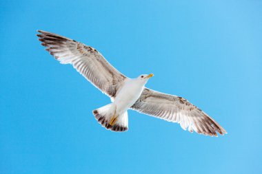 Sea gull üzerinde sky