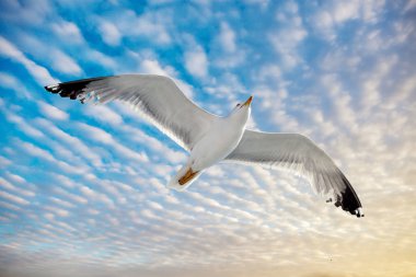 Sea gull üzerinde sky