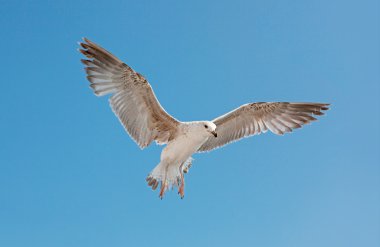 Sea gull üzerinde sky