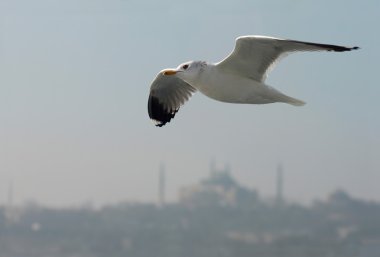Sea gull üzerinde sky
