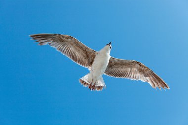 Sea gull üzerinde sky
