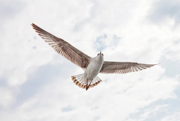 Sea gull na obloze — Stock fotografie