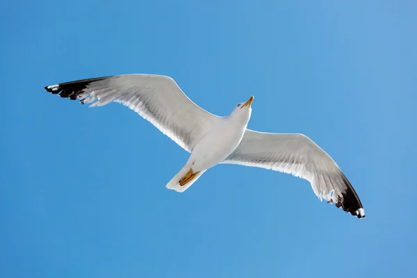 Sea gull on sky — Stock Photo, Image
