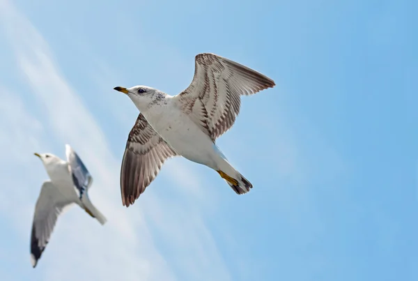 Gaivota do mar no céu — Fotografia de Stock