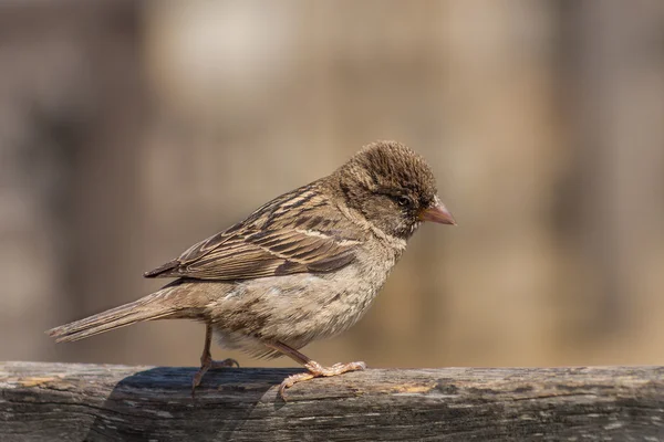 Sparrow na větvi — Stock fotografie