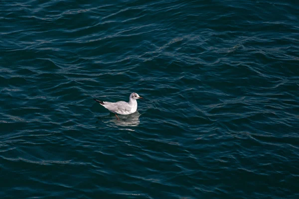 Sea gull in water — Stockfoto