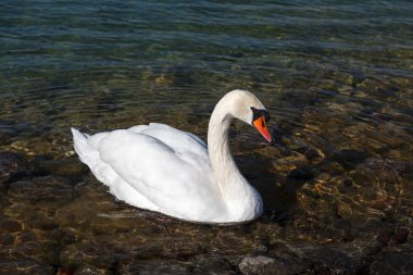 Sazova bilim Parkı içinde Kuğu