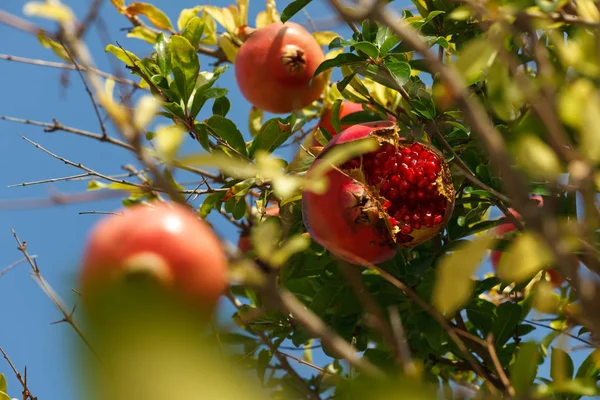 Cracked pomegranade on tree — Stock Photo, Image