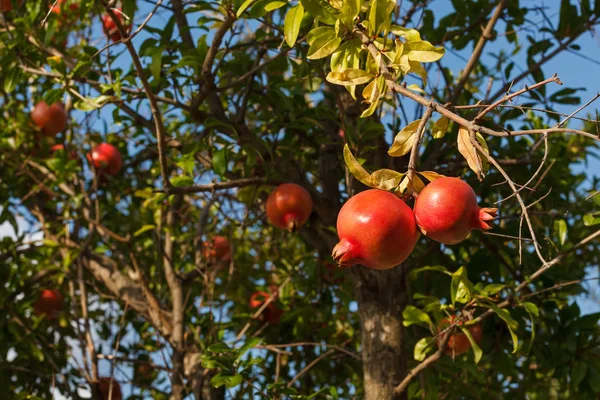 Rote Granatapfel auf Baum — Stockfoto