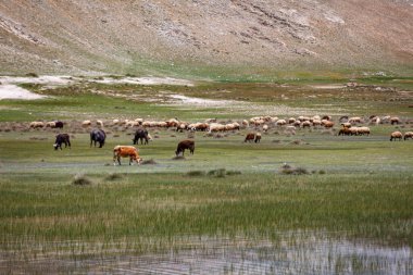 Gölün yakınındaki bir otlakta otlayan inek sürüsü.