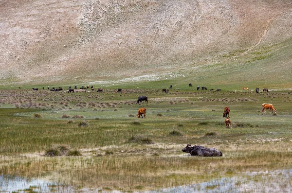 Herd Cows Grazing Pasture Lake — Stock Photo, Image