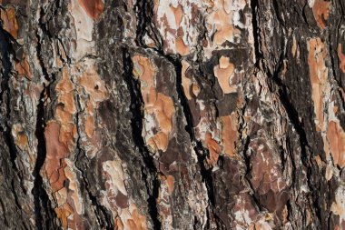 çam ağacı gövde kabuğu