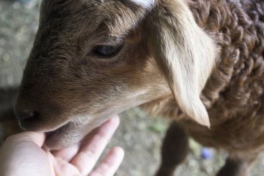 küçük kuzu. eli ısırma. kırmızı kıvırcık kuzu namlu kapatın.