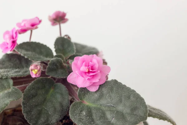 보라색 제비 꽃입니다. 창틀에 분홍색 보라색 꽃 — 스톡 사진