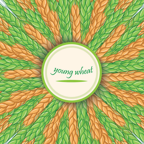 Зеленые стебли пшеницы. Векторное знамя. Круглое украшение с шипами
