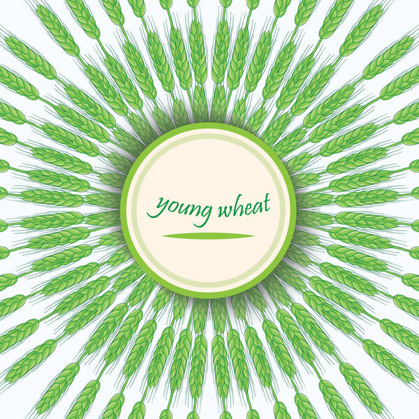 Зеленые стебли пшеницы. Молодая зародыш пшеницы. Векторное знамя. Круглое украшение с шипами
