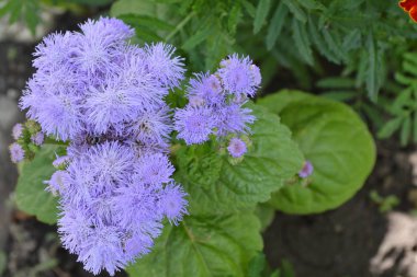 Ageratum houstonianum. Ageratum Meksikalı. Ageratum houstonianum. Bahçe. Çiçek. Yakın çekim. Yatay fotoğraf