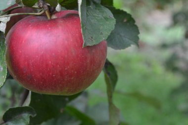 Elma. Sınıf Jonathan. Elma kırmızı renktedir. Kış sınıf. Meyve elma dalı. Elma ağacı. Tarım. Büyüyen meyve. Bahçe. Yakın çekim. Yatay fotoğraf