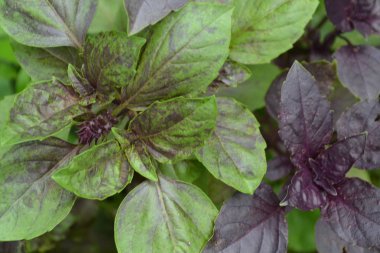 Fesleğen. Çalılar fesleğen. Ocimum basilicum. Kokulu otlar, baharatlar, herb Bahçe. İtalyan mutfağı