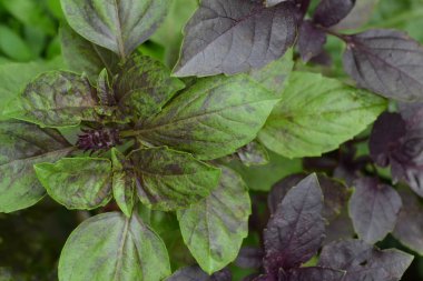 Fesleğen. Çalılar fesleğen. Ocimum basilicum. Kokulu otlar, baharatlar, herb Bahçe. İtalyan mutfağı. Yukarıdan görüntülemek