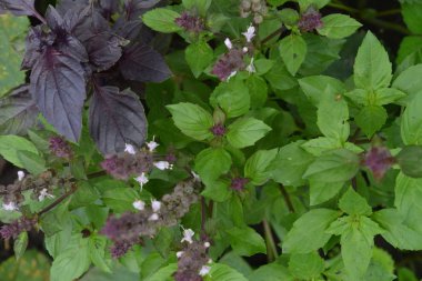Fesleğen. Baharat, ot Bahçe. İtalyan mutfağı. Çalılar fesleğen. Yukarıdan görüntüleyin. Yatay fotoğraf