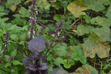 Fesleğen. Baharat, ot Bahçe. İtalyan mutfağı. Çalılar fesleğen. Yatay fotoğraf