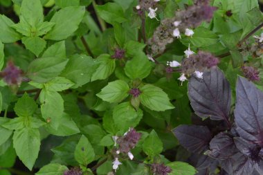 Fesleğen. Baharat, ot Bahçe. İtalyan mutfağı. Çalılar fesleğen. Yukarıdan görüntülemek