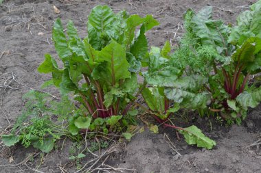 Pancar. Beta vulgaris. Bahçe, tarla, çiftlik. Sebze bahçesinde büyüyen pancar