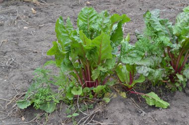 Pancar. Beta vulgaris. Bahçe, tarla, çiftlik. Pancar yetiştiriciliği