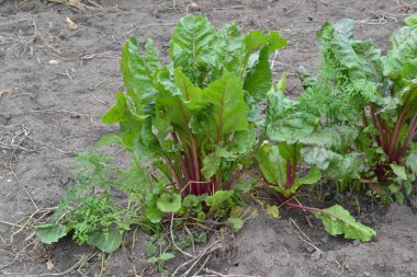 Pancar. Beta vulgaris. Bahçe, tarla. Sebze bahçesinde büyüyen pancar
