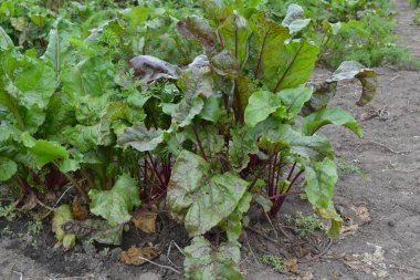 Beta vulgaris. Pancar. alan, çiftlik. Sebze bahçesinde büyüyen pancar