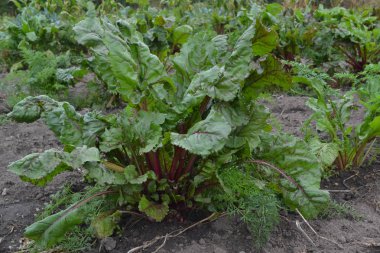 Beta vulgaris. Pancar. Bahçe, tarla, çiftlik. Sebze bahçesinde yetişen pancar. Doğa. Yatay fotoğraf