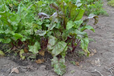 Beta vulgaris. Pancar. Bahçe, çiftlik. Sebze bahçesinde büyüyen pancar