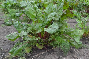 Beta vulgaris. Pancar. Bahçe, tarla, çiftlik. Sebze bahçesinde yetişen pancar. Doğanın fotoğrafları. Yatay