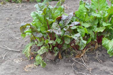 Beta vulgaris. Pancar. Bahçe, tarla, çiftlik. Sebze bahçesinde büyüyen pancar
