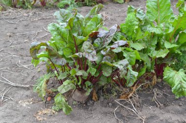Beta vulgaris. Pancar. Bahçe, tarla, çiftlik. Pancar yetiştiriciliği