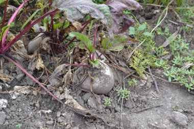 Beta vulgaris. Pancar. Bahçe, tarla, çiftlik. Pancar büyüyor. Doğanın fotoğrafları. Yatay fotoğraf