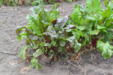 Beta vulgaris. Pancar. Bahçe, tarla. Sebze bahçesinde büyüyen pancar