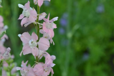 Consolida. Narin çiçek. Çiçek pembe. Kök üzerinde küçük çiçekler. Yeşil yaprakları arasında. Bahçe. Alan. Büyüyen çiçekler. Üzerinde arka plan bulanık. Yatay fotoğraf