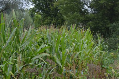 Mısır. Zea mays subsp. Mays. Bahçede mısır yetişiyor. Çiçekler mısır. Çiftlik. Saha. Tarım